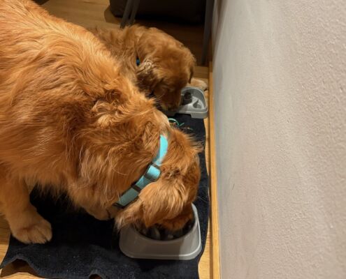 mammaly-topping-hund-unterwegs