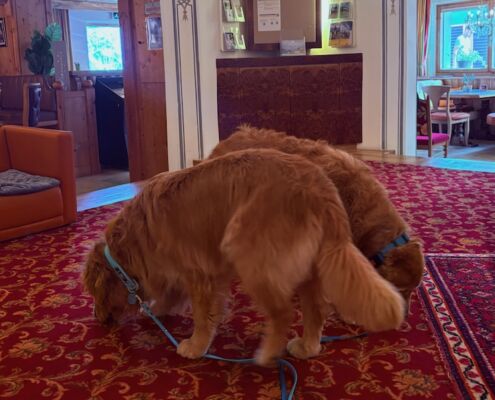 Urlaub mit Hund_Tirol_Hotel Bergfrieden Fiss_Angekommen