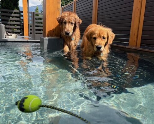 Urlaub mit Hund_Tirol_Hotel Bergfrieden Fiss_Badespaß
