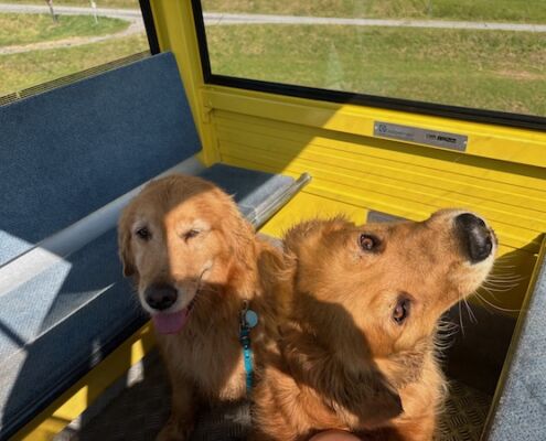 Urlaub mit Hund_Tirol_Hotel Bergfrieden Fiss_Bergbahn Hunde willkommen