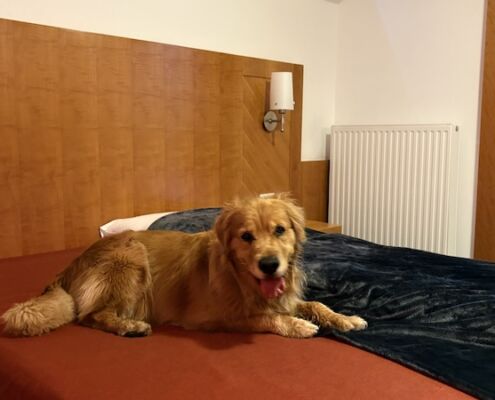 Urlaub mit Hund_Tirol_Hotel Bergfrieden Fiss_Bett für Hunde