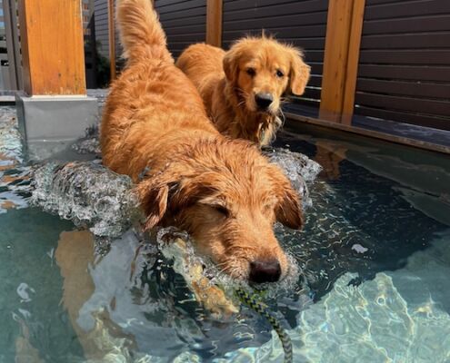 Urlaub mit Hund_Tirol_Hotel Bergfrieden Fiss_Erfrischung im Pool