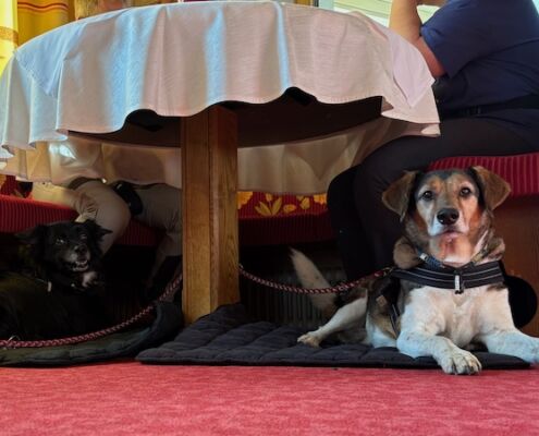 Urlaub mit Hund_Tirol_Hotel Bergfrieden Fiss_Fellnasen beim Frühstück