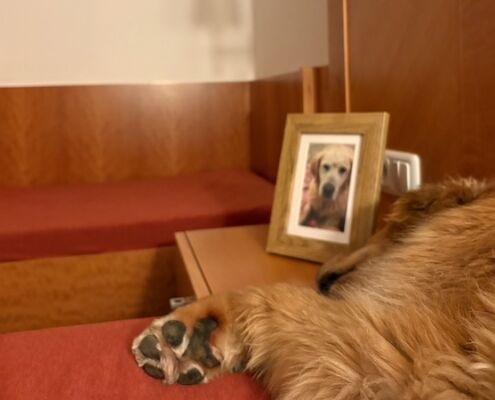 Urlaub mit Hund_Tirol_Hotel Bergfrieden Fiss_Gute Nacht