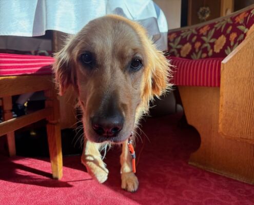 Urlaub mit Hund_Tirol_Hotel Bergfrieden Fiss_Hunde willkommen beim Frühstück