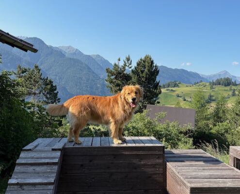 Urlaub mit Hund_Tirol_Hotel Bergfrieden Fiss_Pepa im Hundegarten
