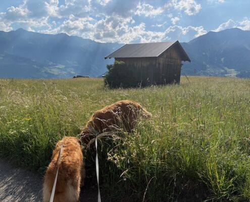 Urlaub mit Hund_Tirol_Hotel Bergfrieden Fiss_Wiesen ohne Kühe