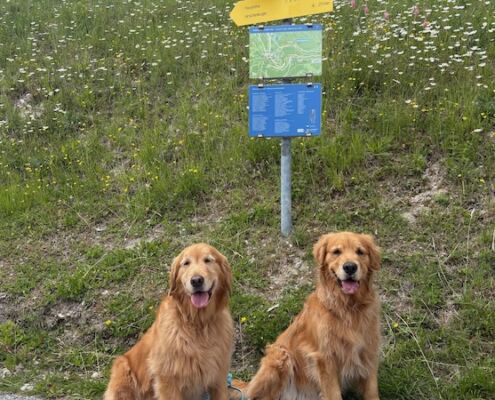 wp_Abenteuer mit Hund3