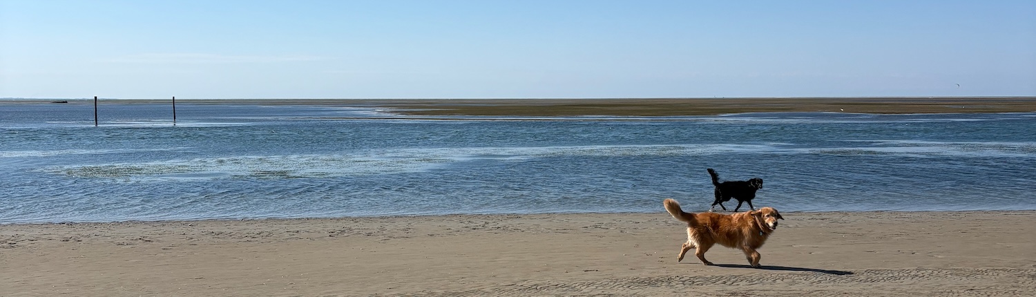 wp_Urlaub mit Hund in Italien_Titelbild