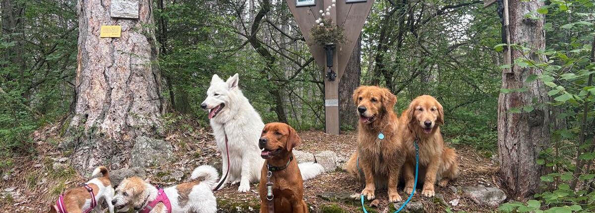 wp_Wandern mit Hunden_Johannesbachklamm im Sommer
