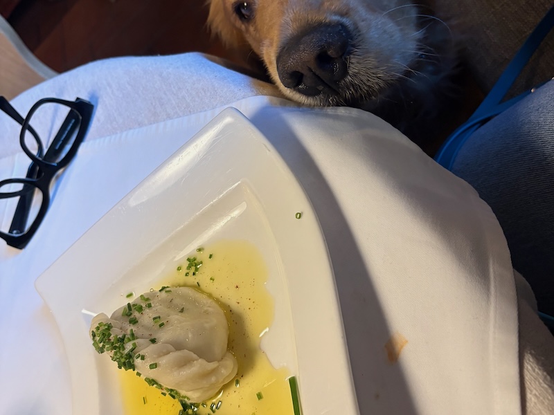 Urlaub mit Hund_Österreich_Kärnten_Berghof_Hundenase meets Kasnudel