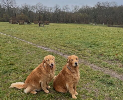 38_HundewieseMaurerWald_1