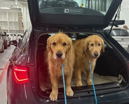 schweden-mit-hund-reisebericht-gdynia-angekommen auf der faehre