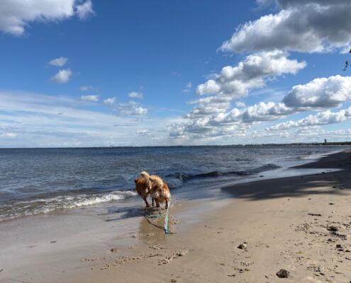 schweden-mit-hund-reisebericht-gdynia-strand sopot