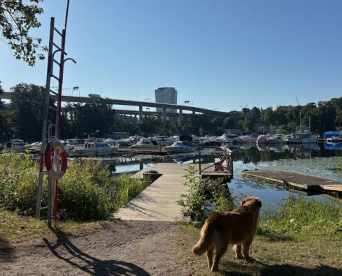 schweden-mit-hund-reisebericht-hammarbysjoestad-soedermalm