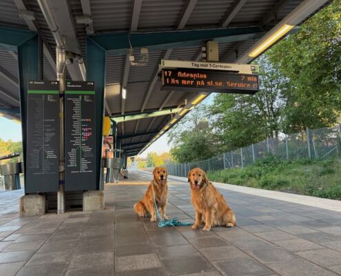 schweden-mit-hund-reisebericht-hammarbysjoestad-warten auf die tunnelbanan