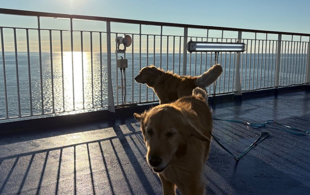 schweden-mit-hund-reisebericht-karlskrona-auf der faehre-stenaline-guten morgen