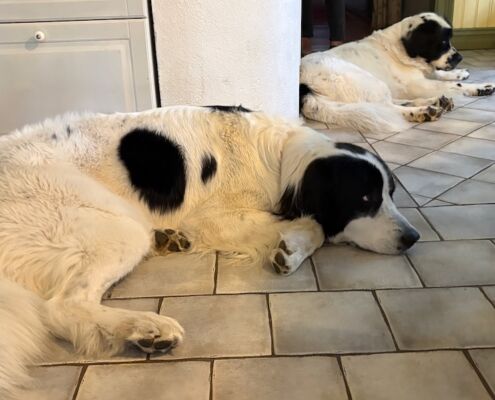 schweden-mit-hund-reisebericht-karlskrona-bb boakra-gastgeber