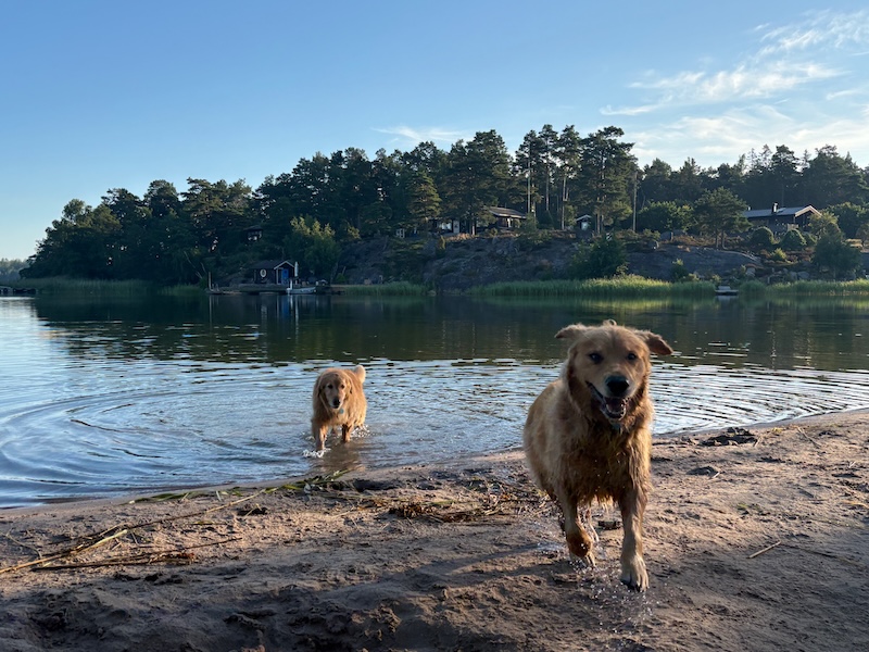 schweden-mit-hund-reisebericht-saltaroe-morgenrunde-hundespass am meer