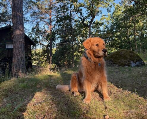 schweden-mit-hund-reisebericht-saltaroe-morgensonne