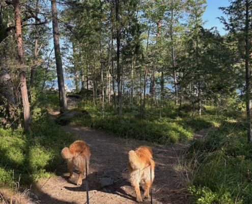 schweden-mit-hund-reisebericht-saltaroe-morgenspaziergang