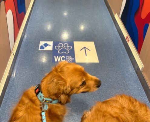 schweden-mit-hund-reisebericht-stenaline-faehre-hundewc