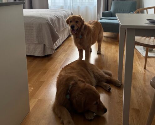 schweden-mit-hund-reisebericht-stockholm-apartment