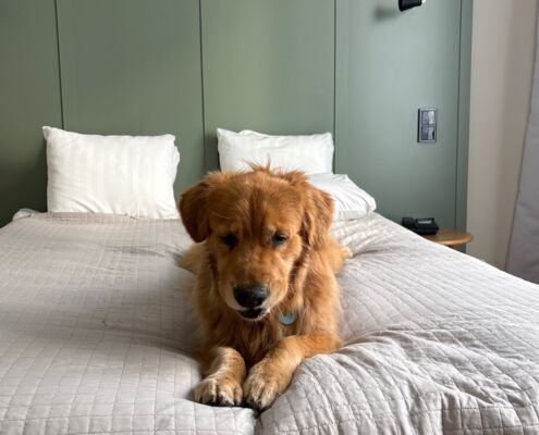 schweden-mit-hund-reisebericht-stockholm-apartment-doppelbett