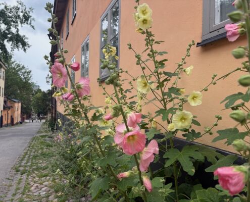 schweden-mit-hund-reisebericht-stockholm-blumige-gasse