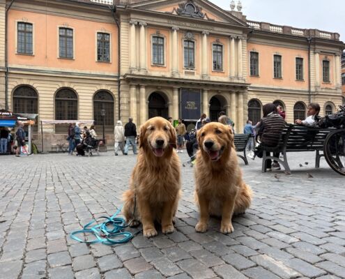 schweden-mit-hund-reisebericht-stockholm-gamla stan