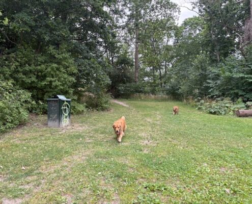 schweden-mit-hund-reisebericht-stockholm-hundefreilaufzone-tanto