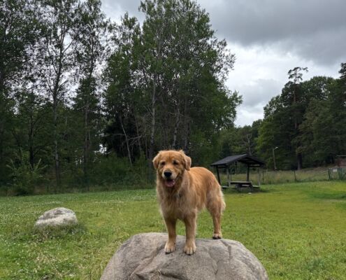 schweden-mit-hund-reisebericht-stockholm-hundezone-bjoerkhagen