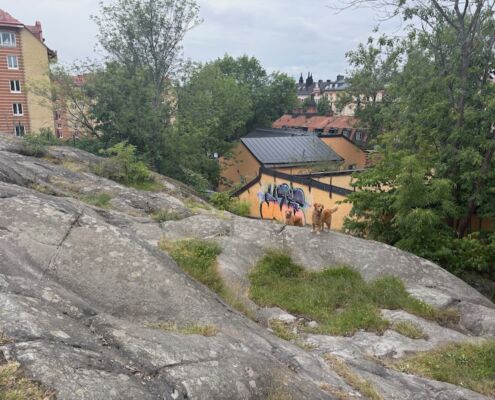 schweden-mit-hund-reisebericht-stockholm-hundezone-skinnarviksberget