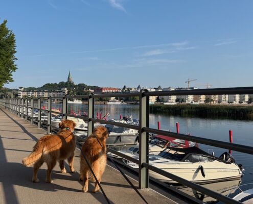 schweden-mit-hund-reisebericht-stockholm-morgenrunde