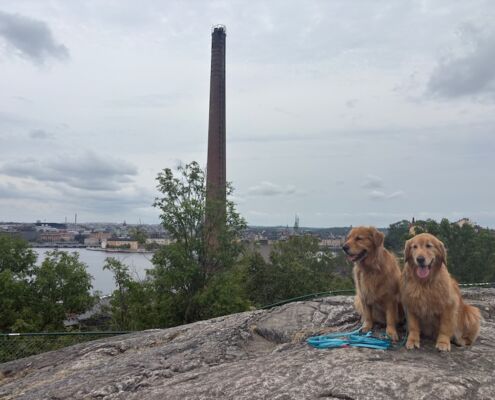 schweden-mit-hund-reisebericht-stockholm-skinnarviksberget