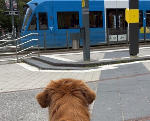 schweden-mit-hund-reisebericht-stockholm-tram
