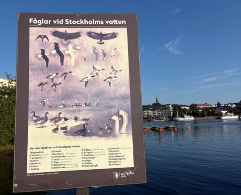 schweden-mit-hund-reisebericht-stockholm-vogelarten