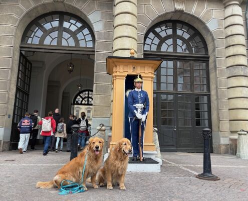 schweden-mit-hund-reisebericht-stockholm-wachabloese