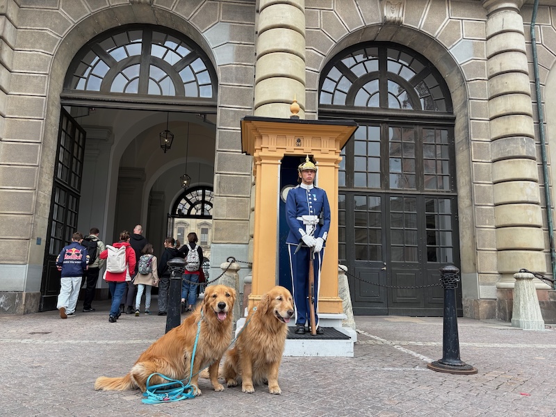 schweden-mit-hund-reisebericht-stockholm-wachabloese
