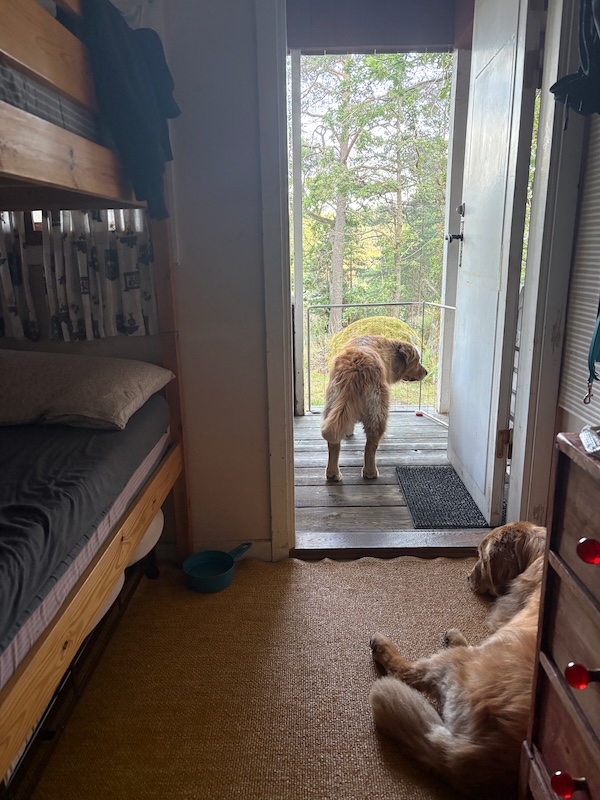 v-schweden-mit-hund-reisebericht-saltaroe-unsere stuga