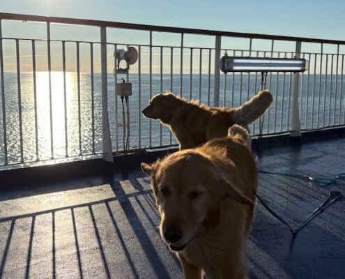 v-schweden-mit-hund-reisebericht-stenaline-guten-morgen