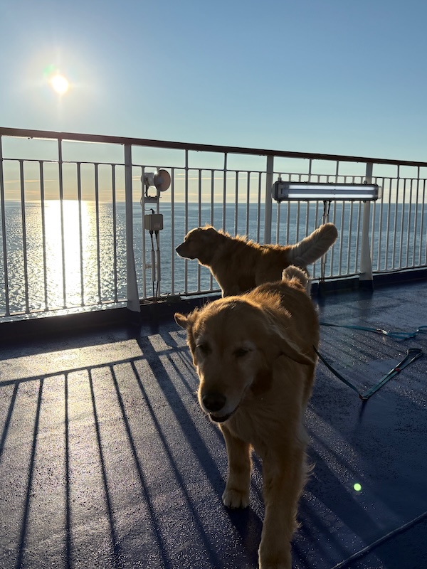 v-schweden-mit-hund-reisebericht-stenaline-guten-morgen
