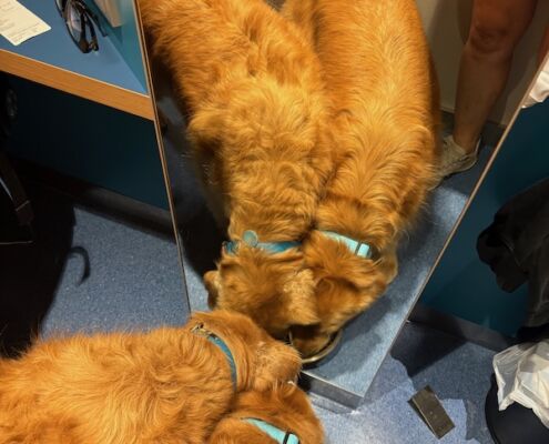v-schweden-mit-hund-reisebericht-stenaline-kabine