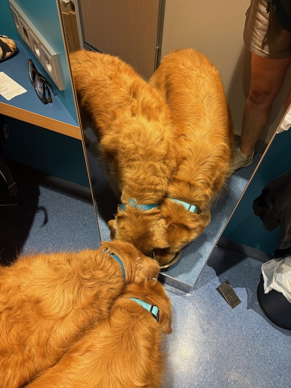 v-schweden-mit-hund-reisebericht-stenaline-kabine