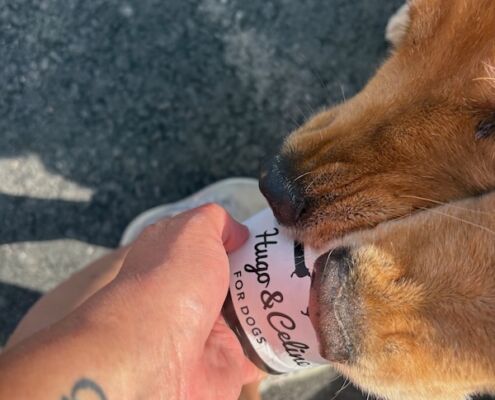 v-schweden-mit-hund-reisebericht-vaxholm-hundeeis lachsgeschmack
