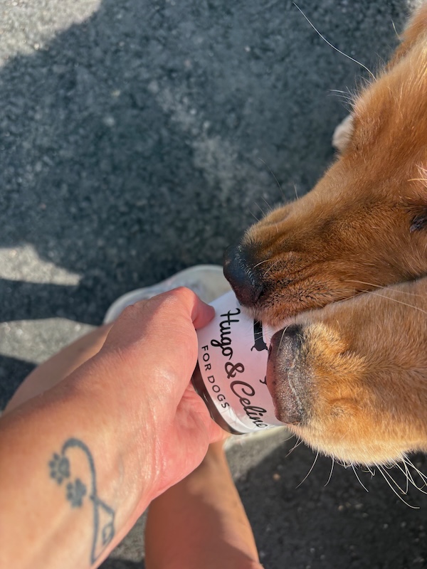 v-schweden-mit-hund-reisebericht-vaxholm-hundeeis lachsgeschmack