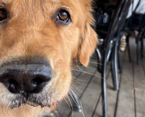 v-schweden-mit-hund-reisebericht-vaxholm-lunch