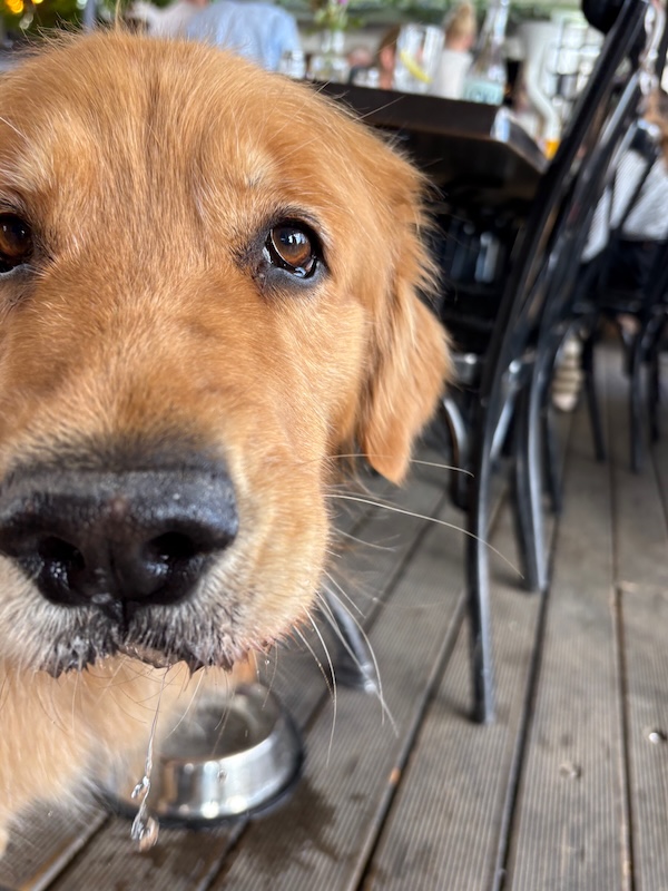 v-schweden-mit-hund-reisebericht-vaxholm-lunch