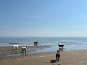 wp_Hundefreuden am Meer
