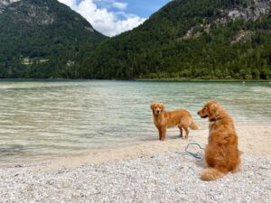 wp_Lago di Predil mit Hund